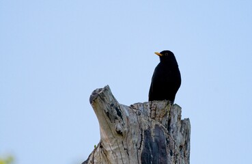 Common blackbird (Turdus merula)