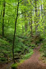 Obraz premium Waldweg