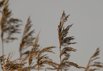 reed in the wind