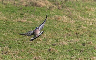 Woodpigeon (Columba palumbus)