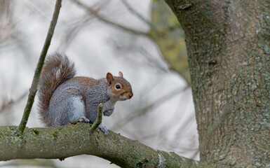 Squirrel (Sciuridae)