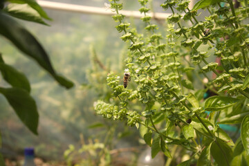  Blooming basil flower inflorescence pollinated by bees in the solarium - rustic greenhouse. White basil flowers
