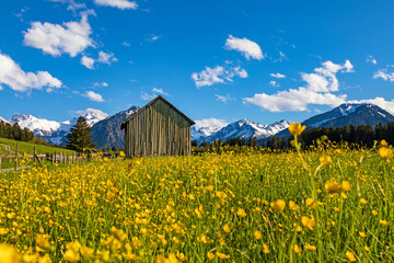 Allgäu - Blumen - Oberstdorf - Berge - Frühling 
