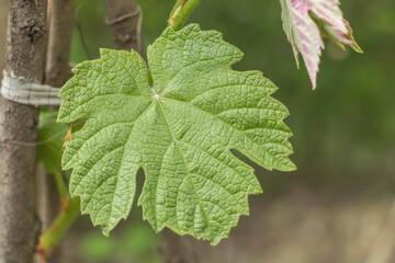 Green leaf of grapevine in the vineyard, close-up