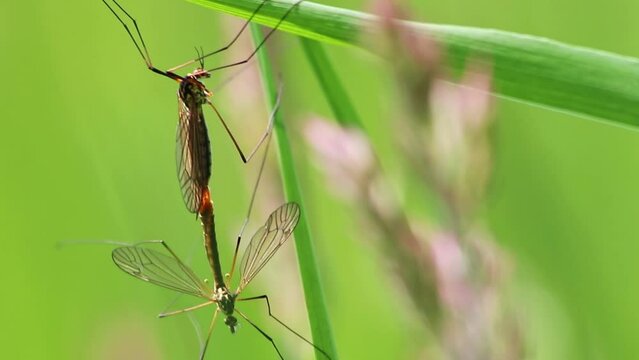 Crane fly couple showing mating behavior in spring for reproduction of gnats and midges in green meadow hanging in grass in close-up macro view with long legs and wings pairing together in mating time