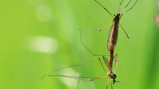 Crane fly couple showing mating behavior in spring for reproduction of gnats and midges in green meadow hanging in grass in close-up macro view with long legs and wings pairing together in mating time