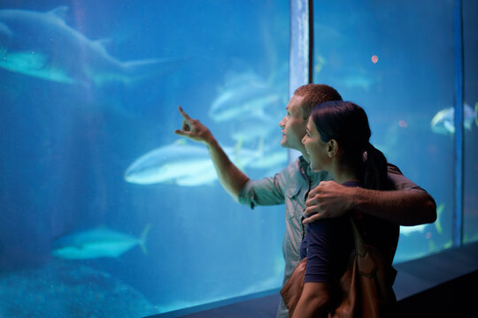 Smile, aquarium and couple pointing at fish on vacation, holiday or date together. Happiness, oceanarium and man and woman watching marine life, animals swimming underwater in fishtank and hugging