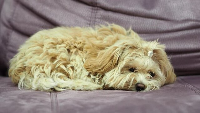 Small purebred dog Maltipu lies and looks into the camera. Dog with long hair. Manual dog of a city apartment. Calm, cute puppy. shaggy dog