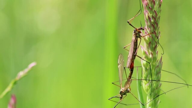 Crane fly couple showing mating behavior in spring for reproduction of gnats and midges in green meadow hanging in grass in close-up macro view with long legs and wings pairing together in mating time