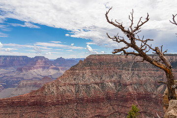 Close up focused view on dry old tree branch with aerial overlook on unique rock formation seen from Skeleton Point on South Kaibab hiking trail, South Rim, Grand Canyon National Park, Arizona, USA