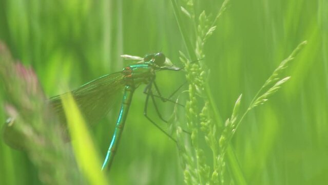 Female banded demoiselle (Caloptery Splendens) with golden wings, a green-chromed body and red facette eyes as filigree insect hunter shows healthy environment and the fragility of nature to protect