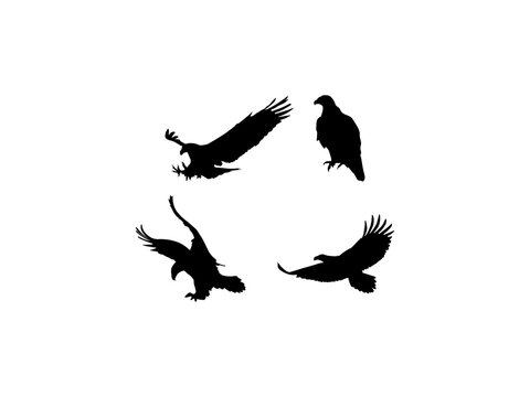 Silhouette of a bird. Eagle vector design and illustration. Eagle silhouettes vector. Bird silhouette collection isolated on white background.