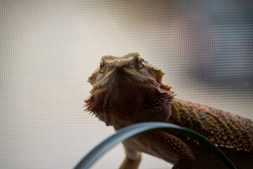 close up of a lizard