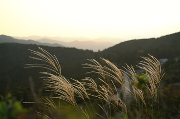日本の秋（すすき）
