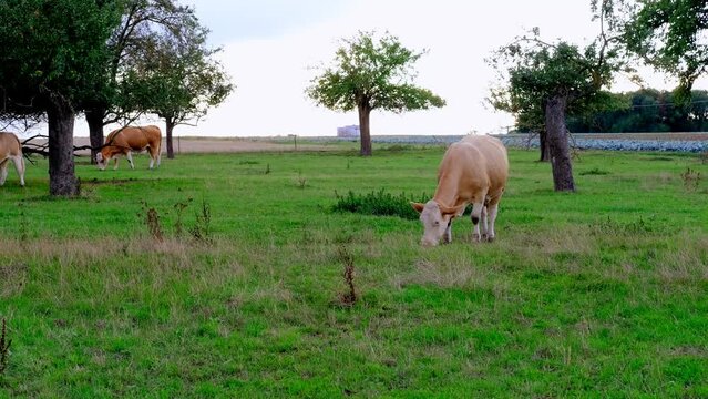 one brown polled cow grazes in a meadow, chews grass in meadow, pastures on sunny day, meat and dairy industry concept, ecology, problem of greenhouse gases methane, food production