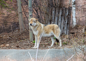 Wolf (Lat. Canis lupus) gray on a background of bushes on a sunny day. Animals, mammals, predators.