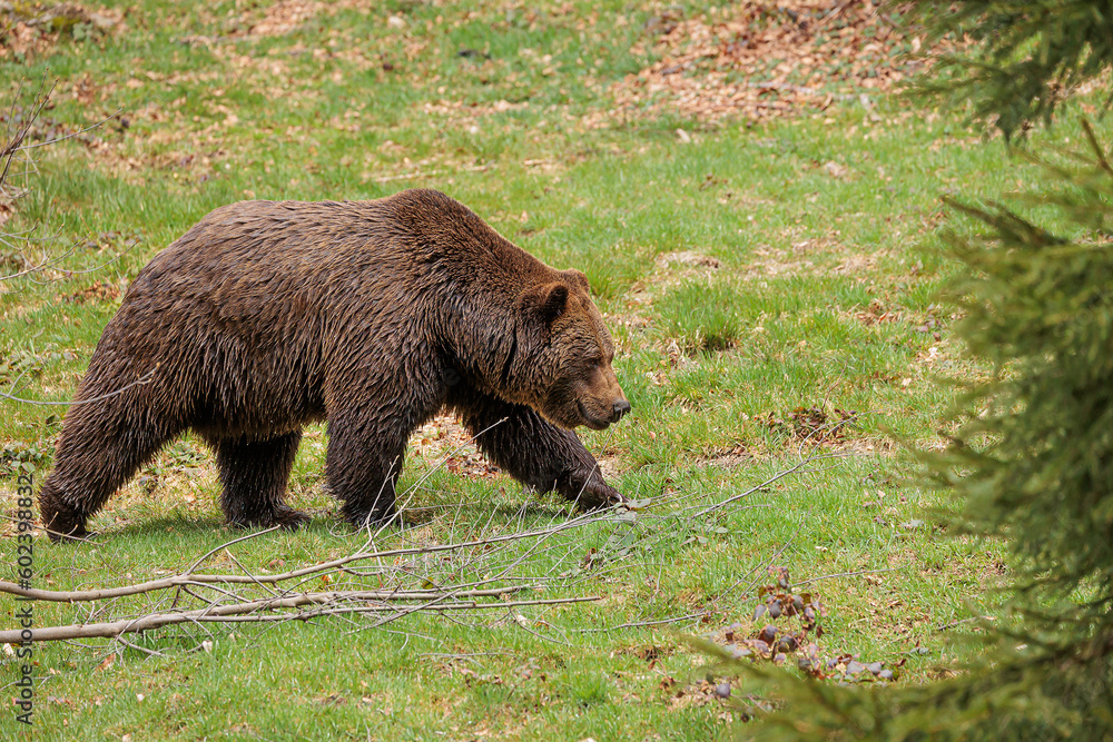 Wall mural male brown bear (Ursus arctos) walking through the clearing