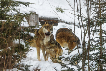 Eurasian wolf (Canis lupus lupus) pack in the snow