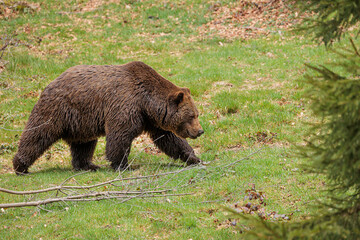 Obraz na płótnie Canvas male brown bear (Ursus arctos) walking through the clearing