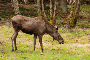 The moose (in North America) or elk (in Eurasia) (Alces alces)