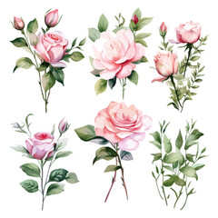 Set of floral watecolor. Flower pink rose, green leaves. Floral poster, invitation floral. Vector arrangements for greeting card or invitation design