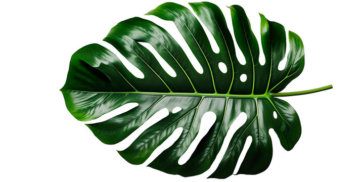 Tropical leaf isolated on transparent background. Green leaf with beautiful coloring. Monstera plant leaves, the tropical evergreen vine isolated on white background.