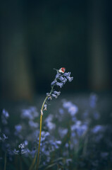 Butterly landed on a bluebell on a sunny evening in early spring, West Sussex, UK