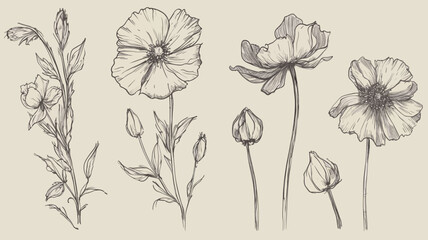 Vector collection, flower compositions, sketch