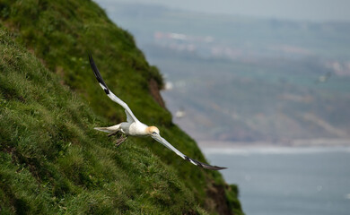 Gannet taking off with grass cliff in background
