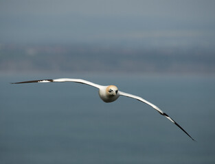Gannet head on in flight