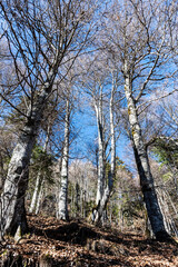 Forest between Cota 1400m and the St Ana hermitage. Sinaia, Romania.