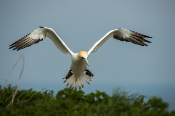 Gannet coming in to land