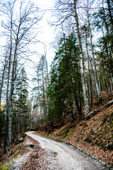 Obraz premium Forest road between the St Ana hermitage and the royal sheepfold (Stana regala). Sinaia, Romania