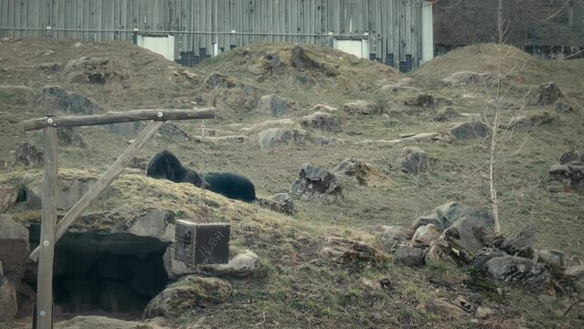 B&auml;ren im Zoo Herberstein