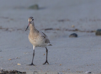 Shallow birds in the prenuptial step on Galician beaches