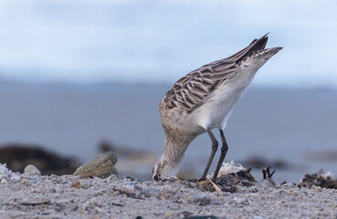 Shallow birds in the prenuptial step on Galician beaches