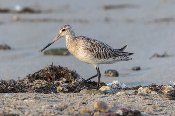 Shallow birds in the prenuptial step on Galician beaches