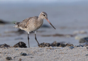 Shallow birds in the prenuptial step on Galician beaches