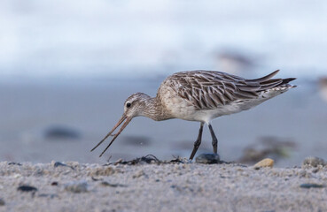 Shallow birds in the prenuptial step on Galician beaches