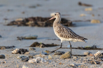 Shallow birds in the prenuptial step on Galician beaches