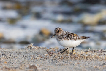 Shallow birds in the prenuptial step on Galician beaches