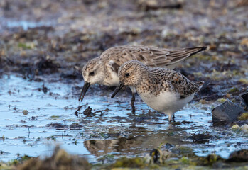 Shallow birds in the prenuptial step on Galician beaches