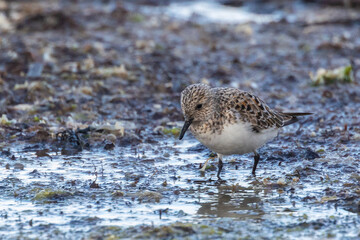 Shallow birds in the prenuptial step on Galician beaches