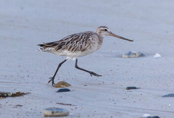 Obraz premium Shallow birds in the prenuptial step on Galician beaches