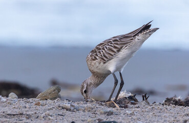 Shallow birds in the prenuptial step on Galician beaches