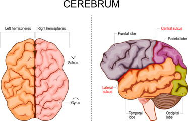 Human brain structure. Hemispheres and lobes