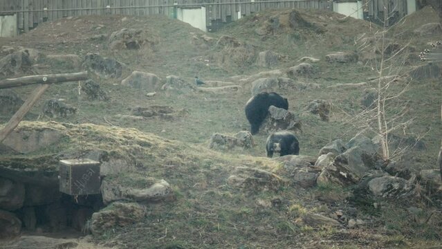 B&auml;ren im Zoo Herberstein