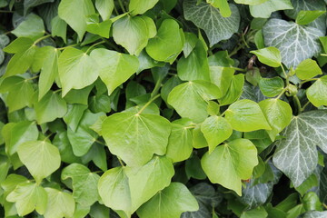 A close up of Ivy leaves on a wall in North Yorkshire UK