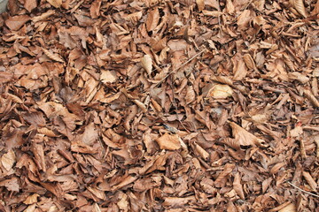 Fallen brown leaves on the floor of local woodland on a winters afternoon In the UK, for use as background or wallpaper