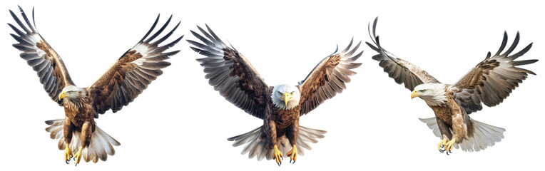 an illustration of a flying, majestic, wild eagle in different variations on transparent background